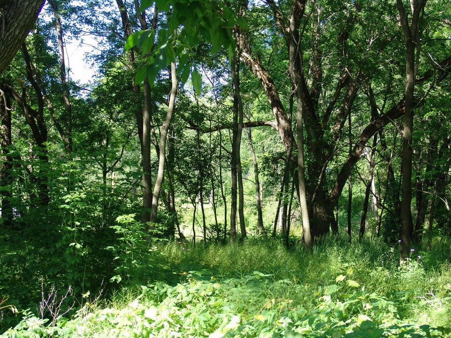 Private Wooded Lot Madison Wisconsin